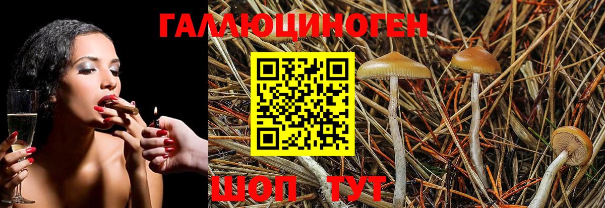 Псилоцибиновые грибы GOLDEN TEACHER Лесозаводск